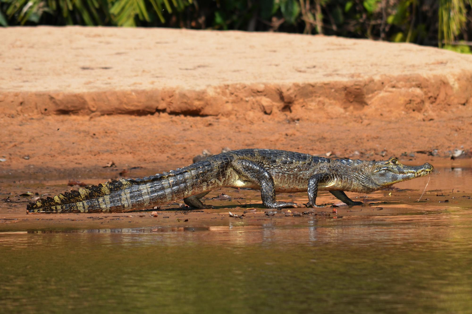 Chambal Safari