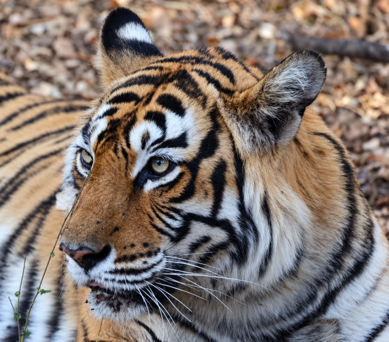 Machli T-16, the tigress of Ranthambore